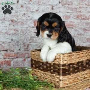 Heidi, Cavalier King Charles Spaniel Puppy